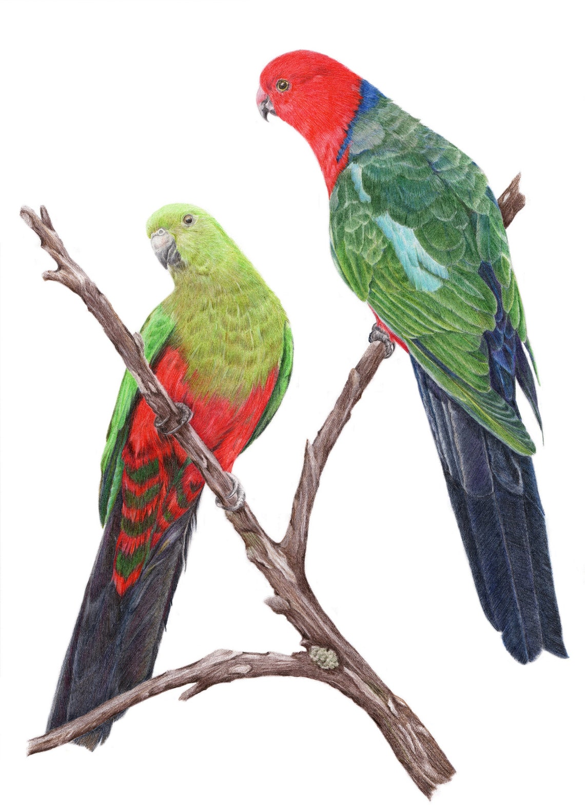 Australian King Parrots from Alison Dickin Botanical and Wildlife Artist