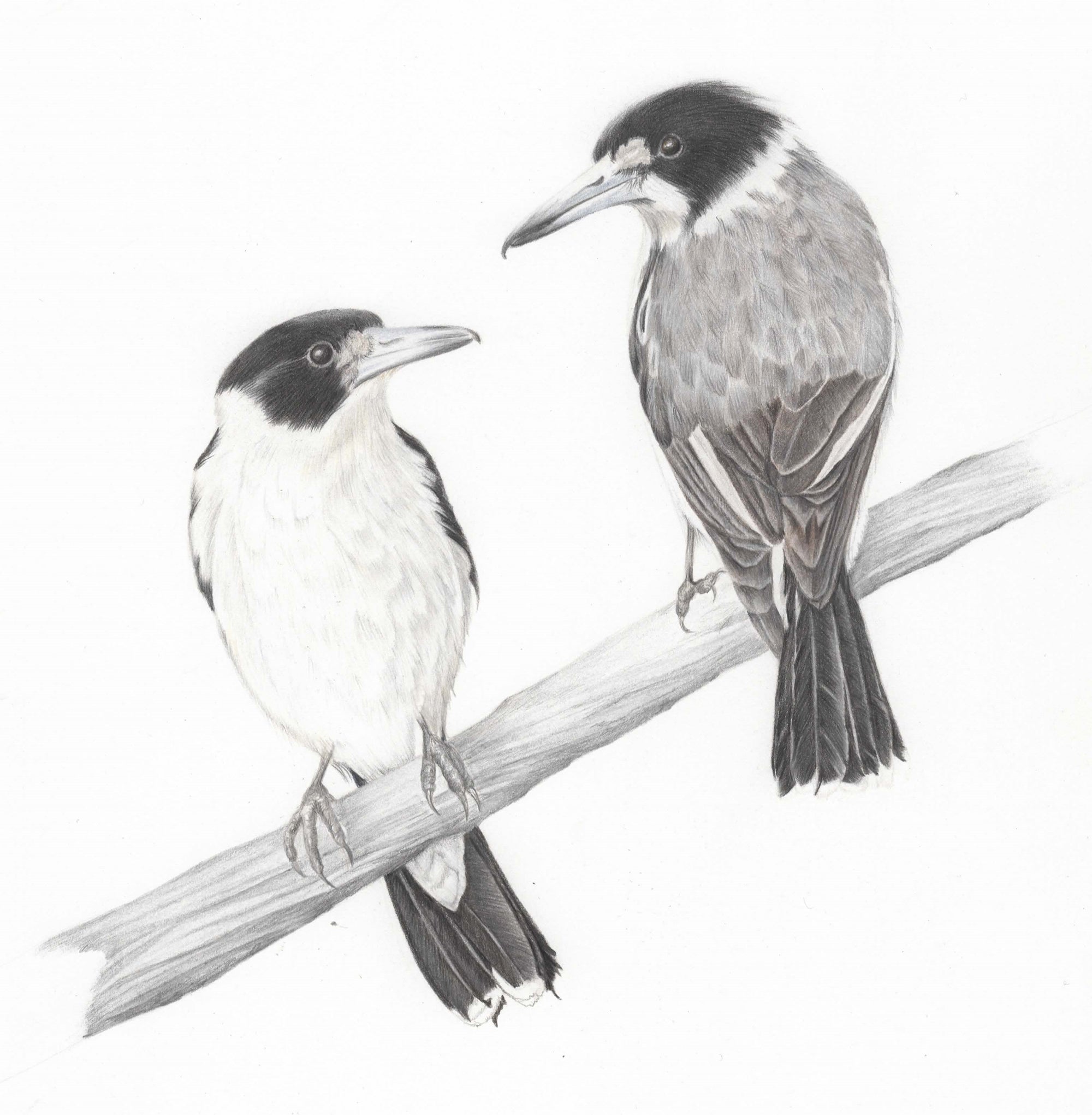 Grey Butcherbird by Alison Dickin Wildlife and Botanical Artist
