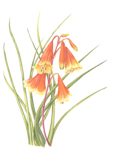 Christmas Bell print by Alison Dickin Wildlife and Botanical Artist