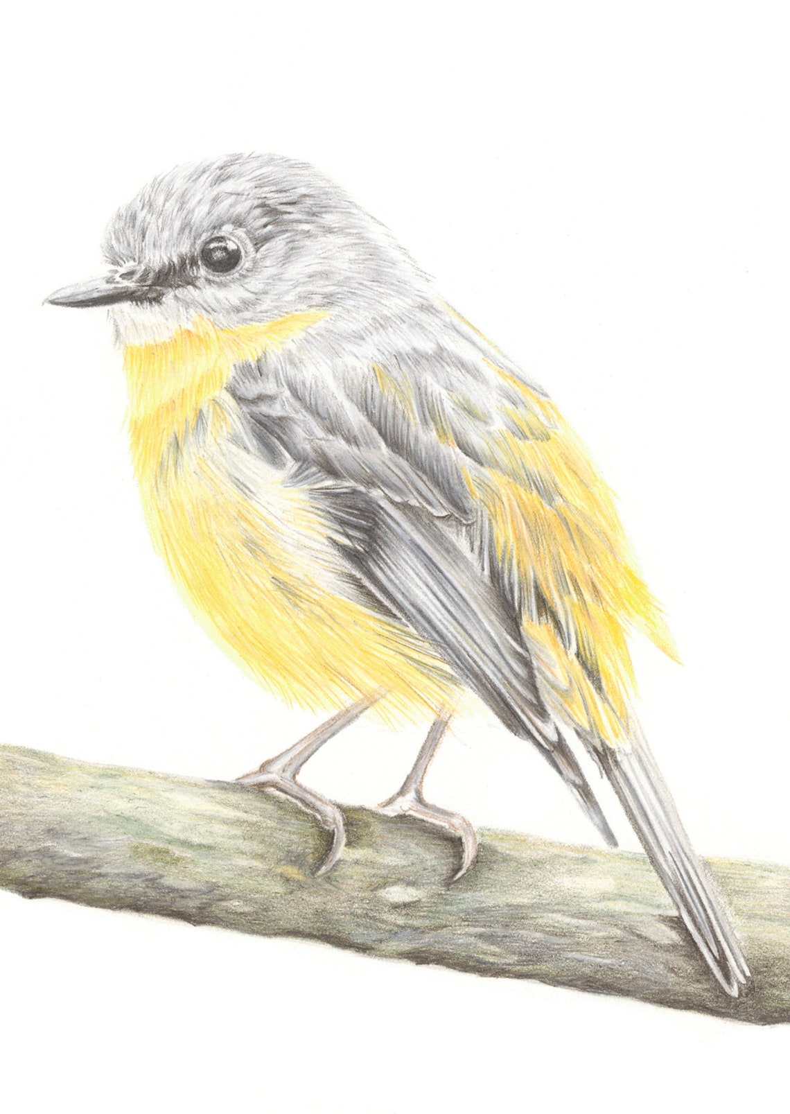 Eastern Yellow Robin from Alison Dickin Botanlical and Wildlife Artist