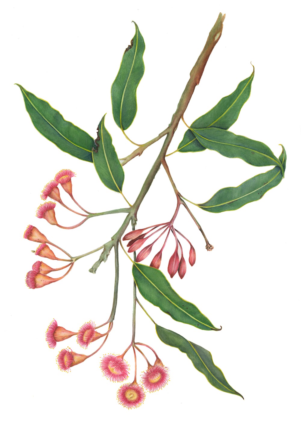 Eucalyptus Red Flowering Gum print by Alison Dickin Wildlife and Botanical Artist