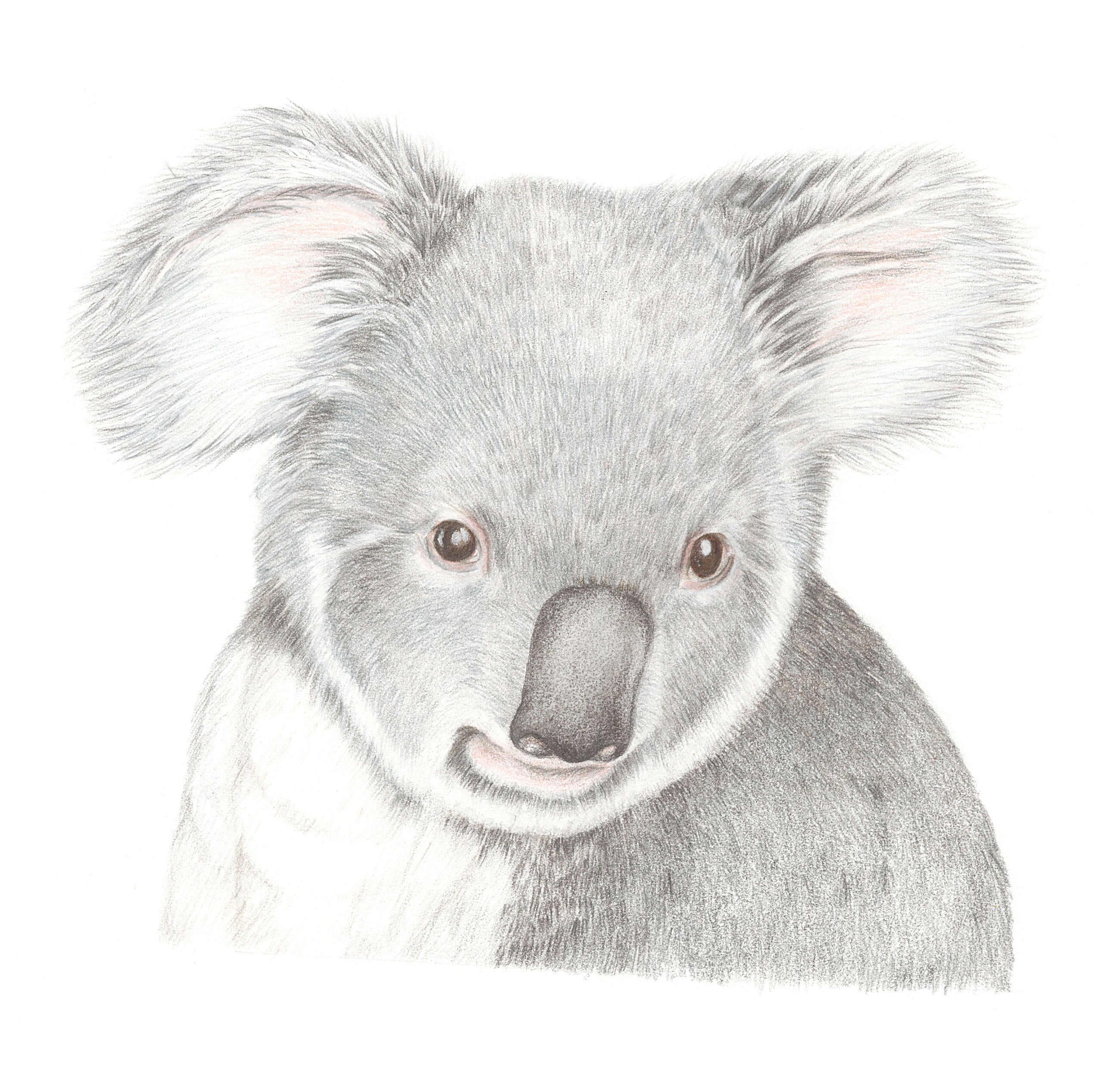 Koala Print by Alison Dickin Wildlife and Botanical artist
