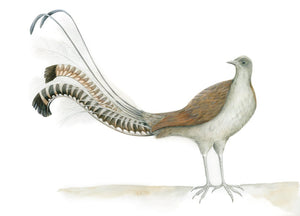 Lyrebird print by Alison Dickin Wildlife and Botancial Artist