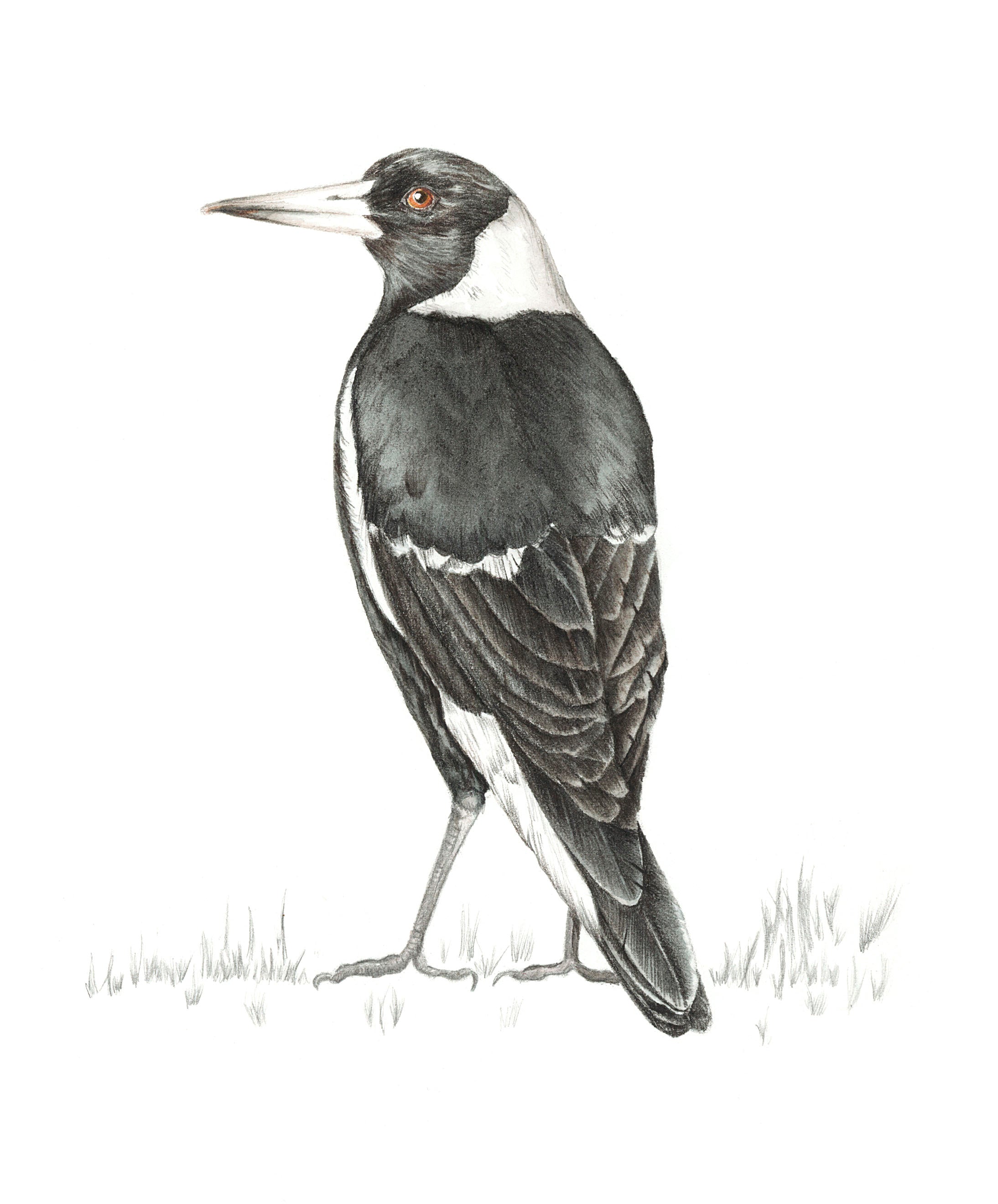Magpie print by Alison Dickin Wildlife and Botanical Artist