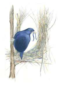 Male Satin Bowerbird from Alison Dickin Botanical and Wildlife Artist