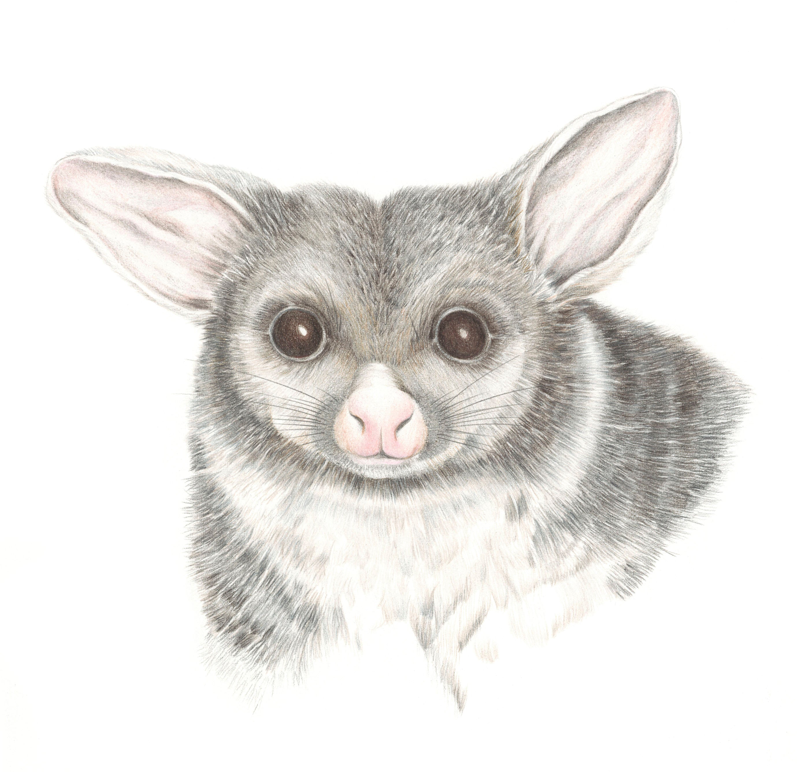 Possum print by Alison Dickin Wildlife and Botancial Artist