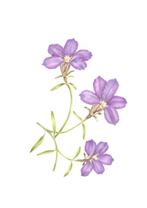 Purple Fanflower print by Alison Dickin Wildlife and Botanical Artist