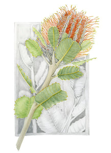 Scarlet Banksia  Print from Alison Dickin Botanlical and Wildlife Artist