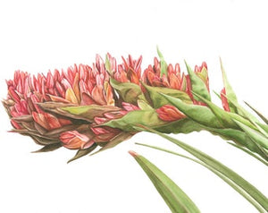 Spear Lily Print from Alison Dickin Botanlical and Wildlife Artist