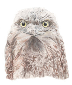 Tawny Frog Mouth print by Alison Dickin Wildlife and Botancial Artist