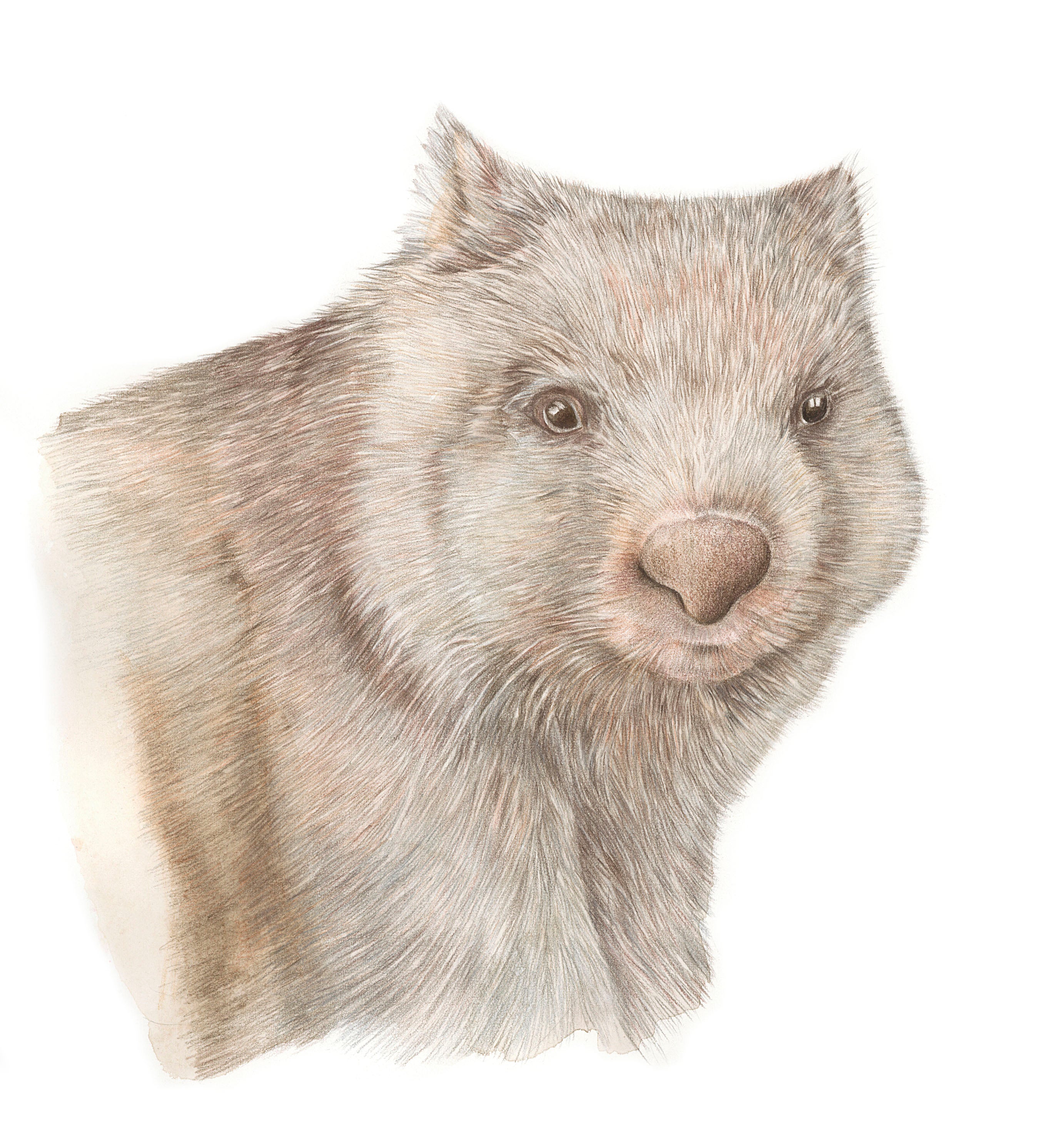 Wombat from Alison Dickin Botanical and Wildlife Artist