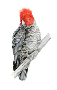 Gang Gang Cockatoo print by Alison Dickin Wildlife and Botanical Artist