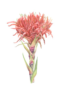 Gymea Lily print by Alison Dickin Wildlife and Botanical Artist